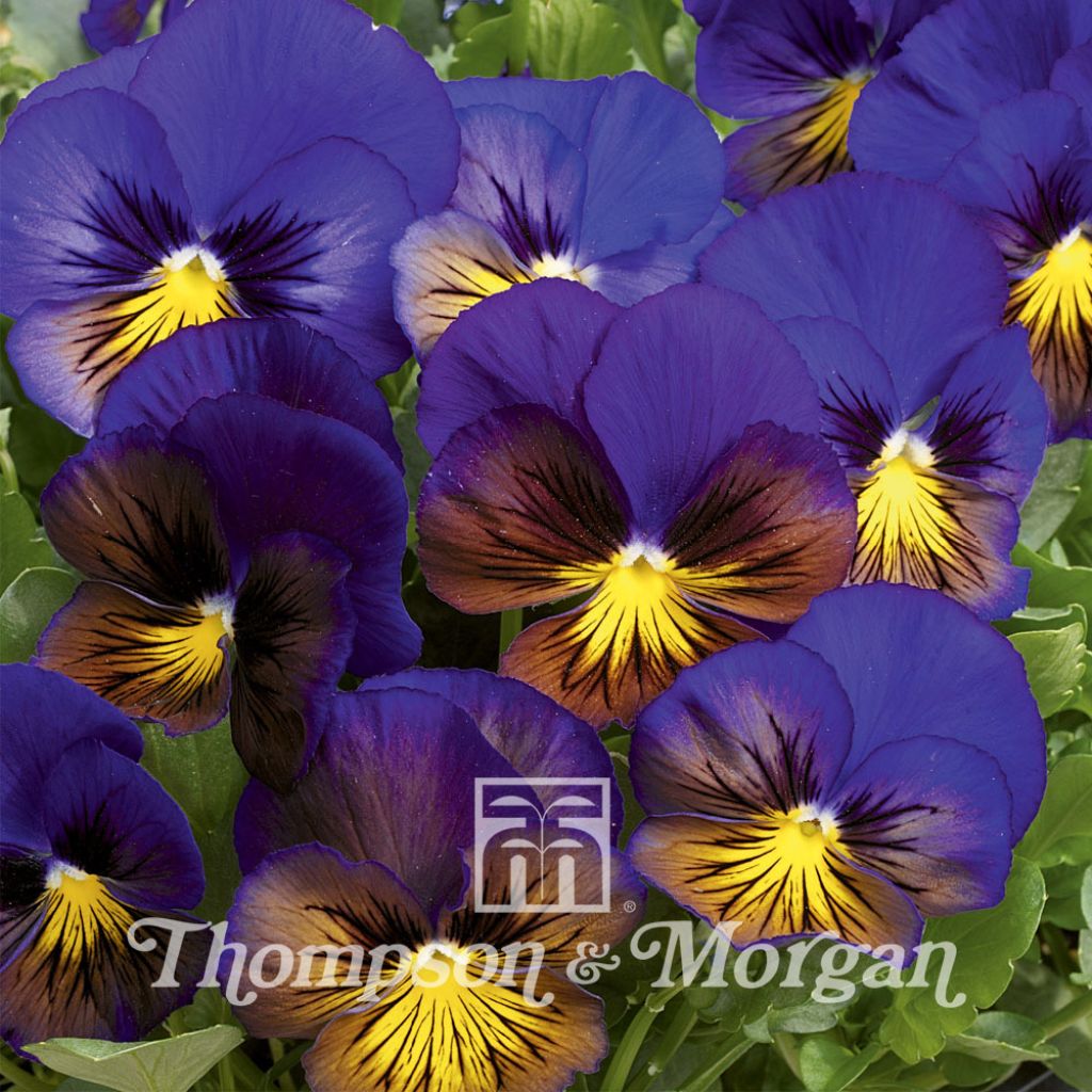 Viola Karma Blue Butterfly F1 - Swiss Garden Pansy Seeds