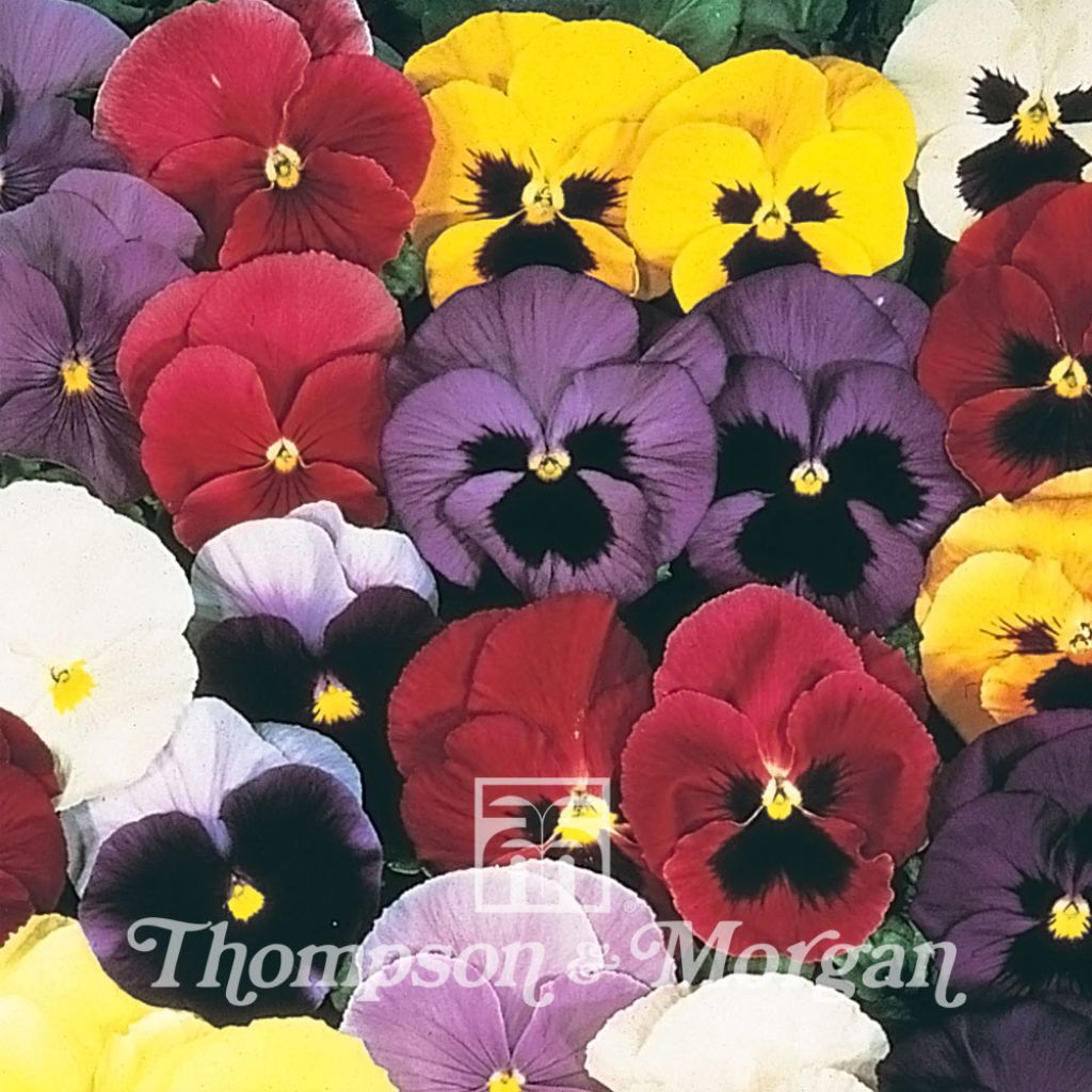 Viola Mello 21 F1 - Swiss Garden Pansy Seeds