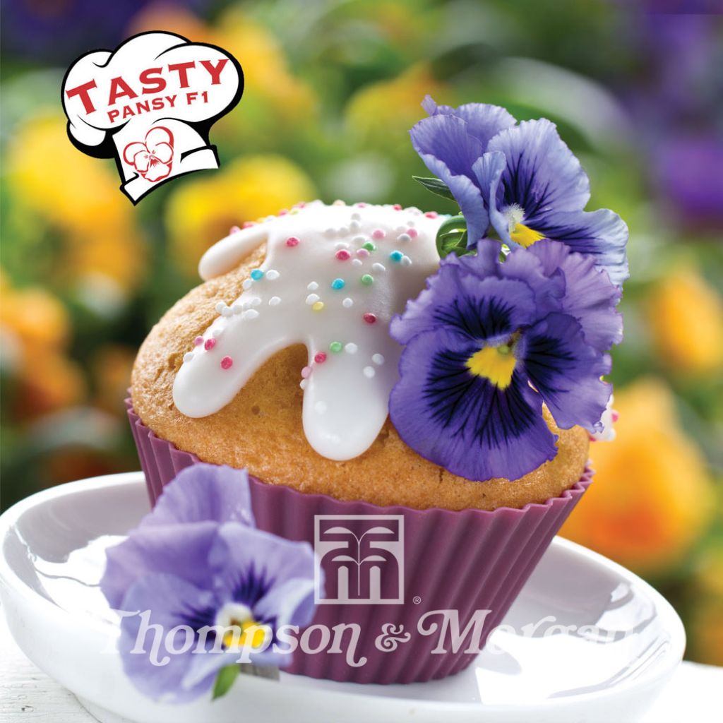 Viola Tasty F1 - Swiss Garden Pansy Seeds