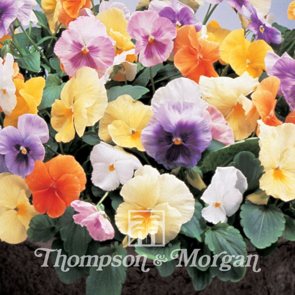 Viola Water Colours Mixed F1- Swiss Garden Pansy Seeds
