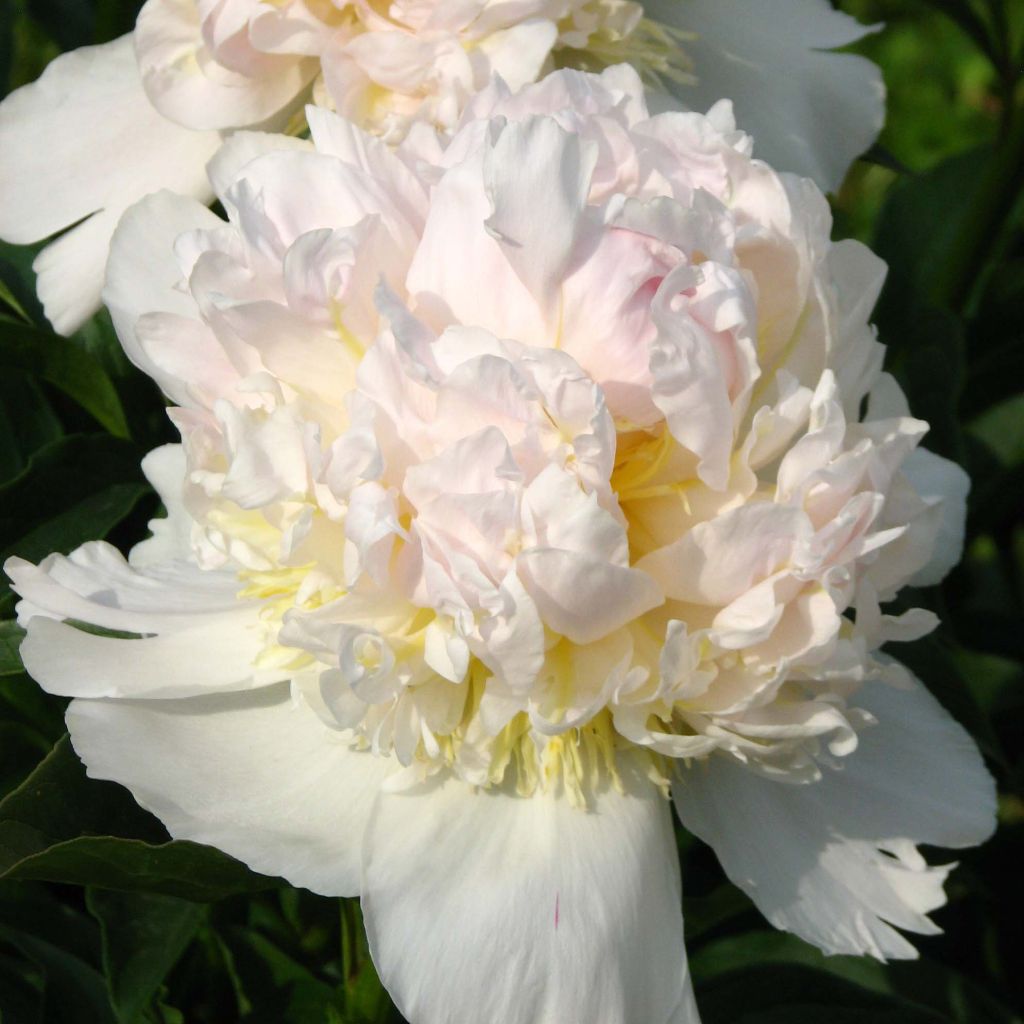 Paeonia lactiflora Top Brass