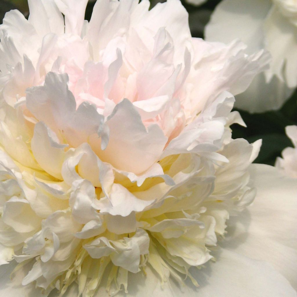 Paeonia lactiflora Top Brass