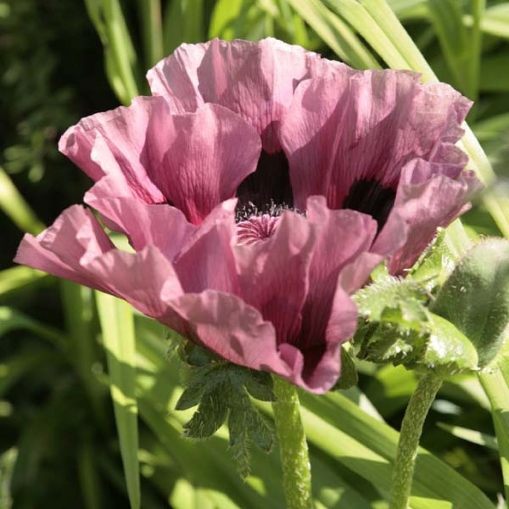 Papaver orientale Pattys Plum - Oriental Poppy