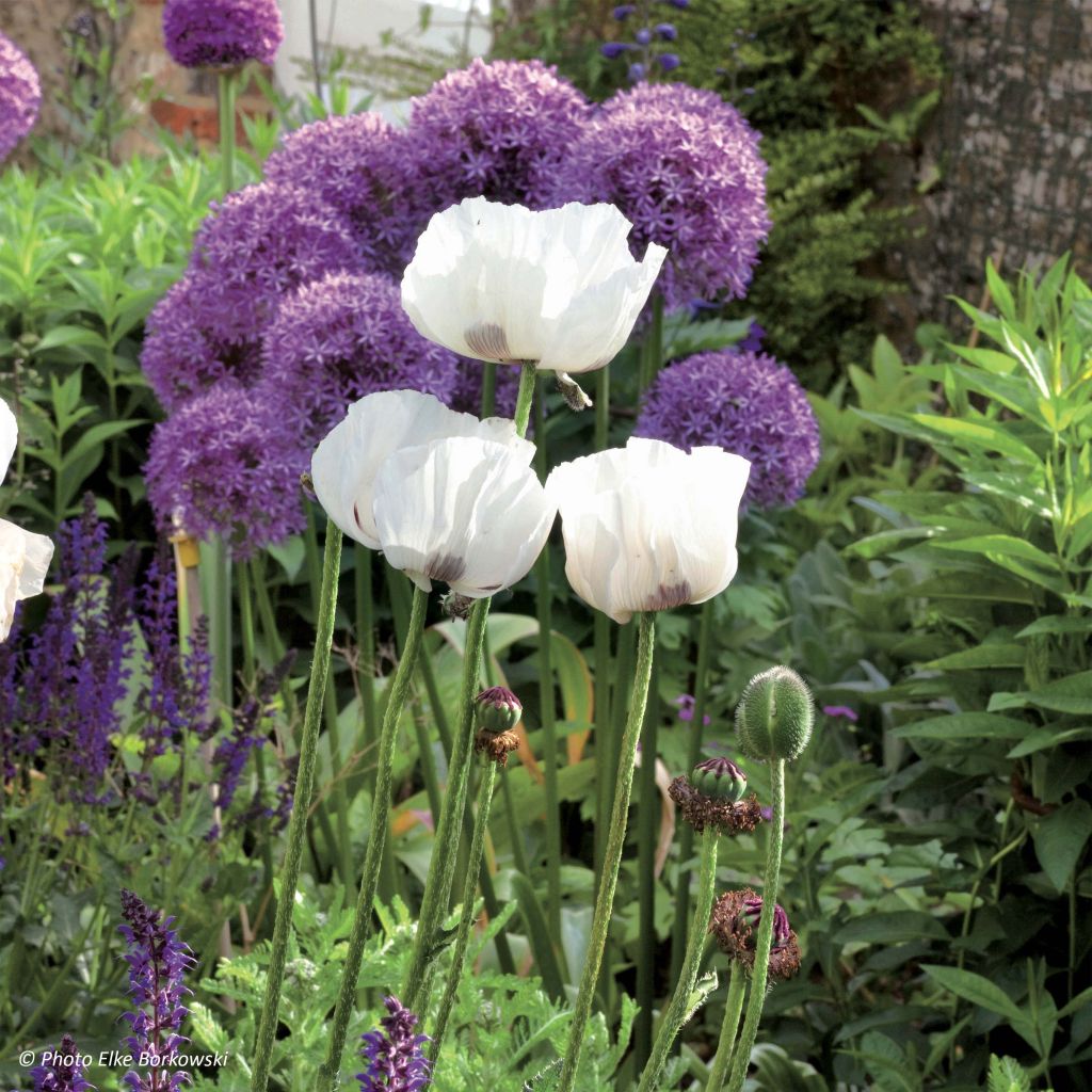 Papaver orientale Perrys White - Oriental Poppy