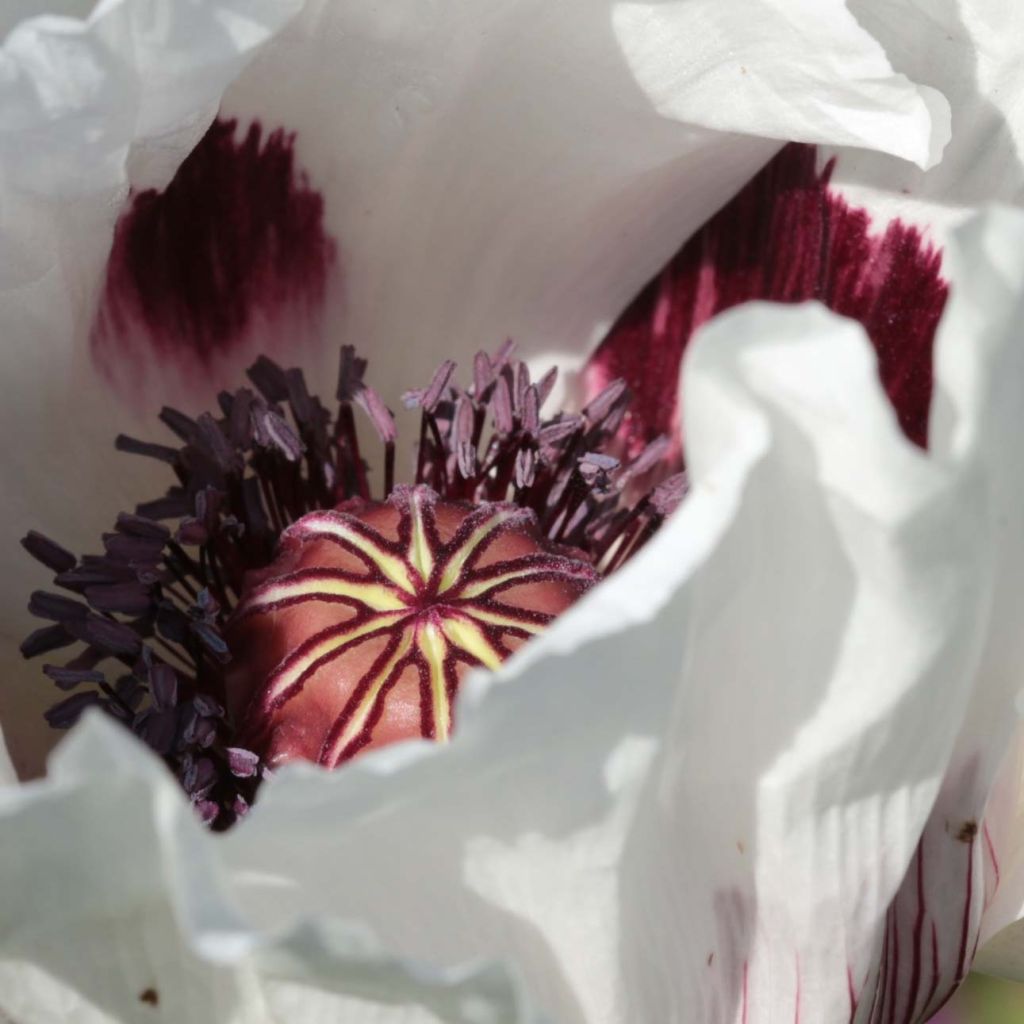 Papaver orientale Perrys White - Oriental Poppy