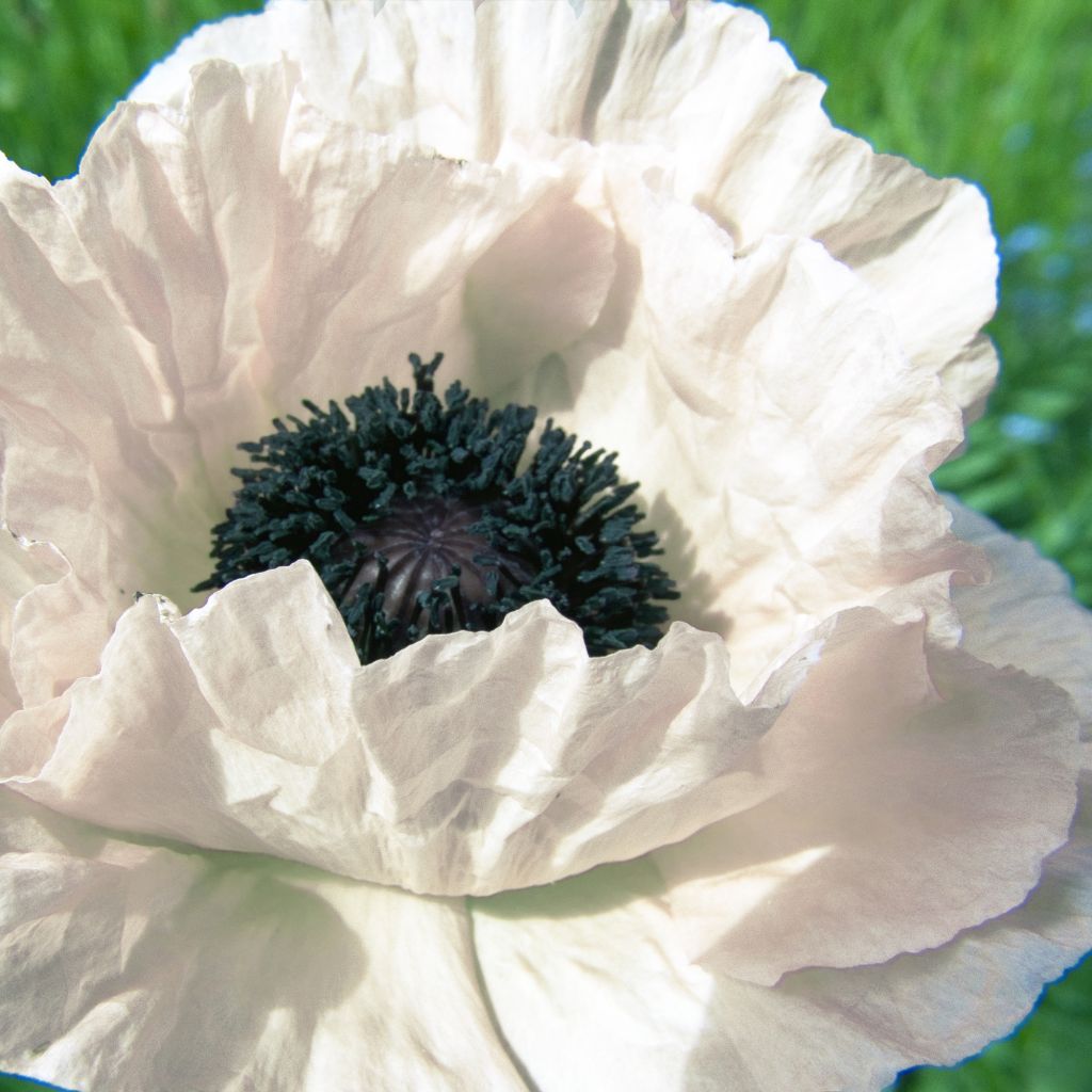 Papaver orientale Royal Wedding - Oriental Poppy