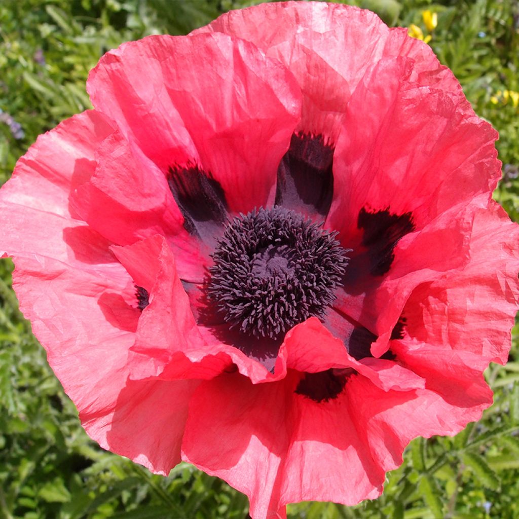 Papaver orientale Rasberry Brulee - Oriental Poppy