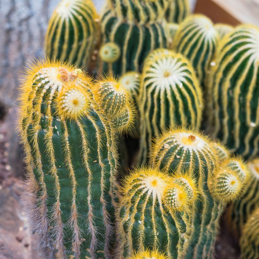 Parodia warasii - Cactus