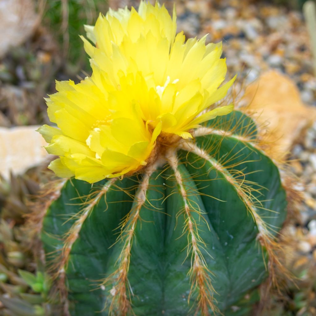 Parodia warasii - Cactus