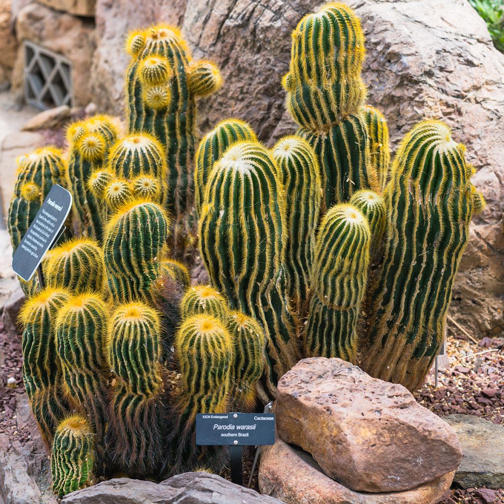 Parodia warasii - Cactus
