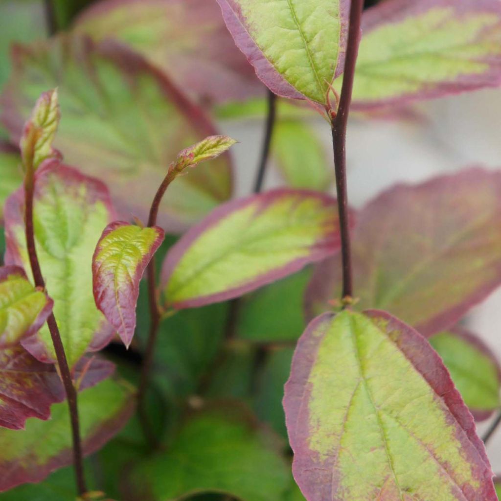 Parrotia persica Persian Spire - Persian Ironwood
