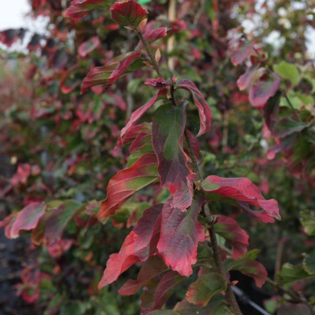 Parrotia persica Vanessa - Persian Ironwood