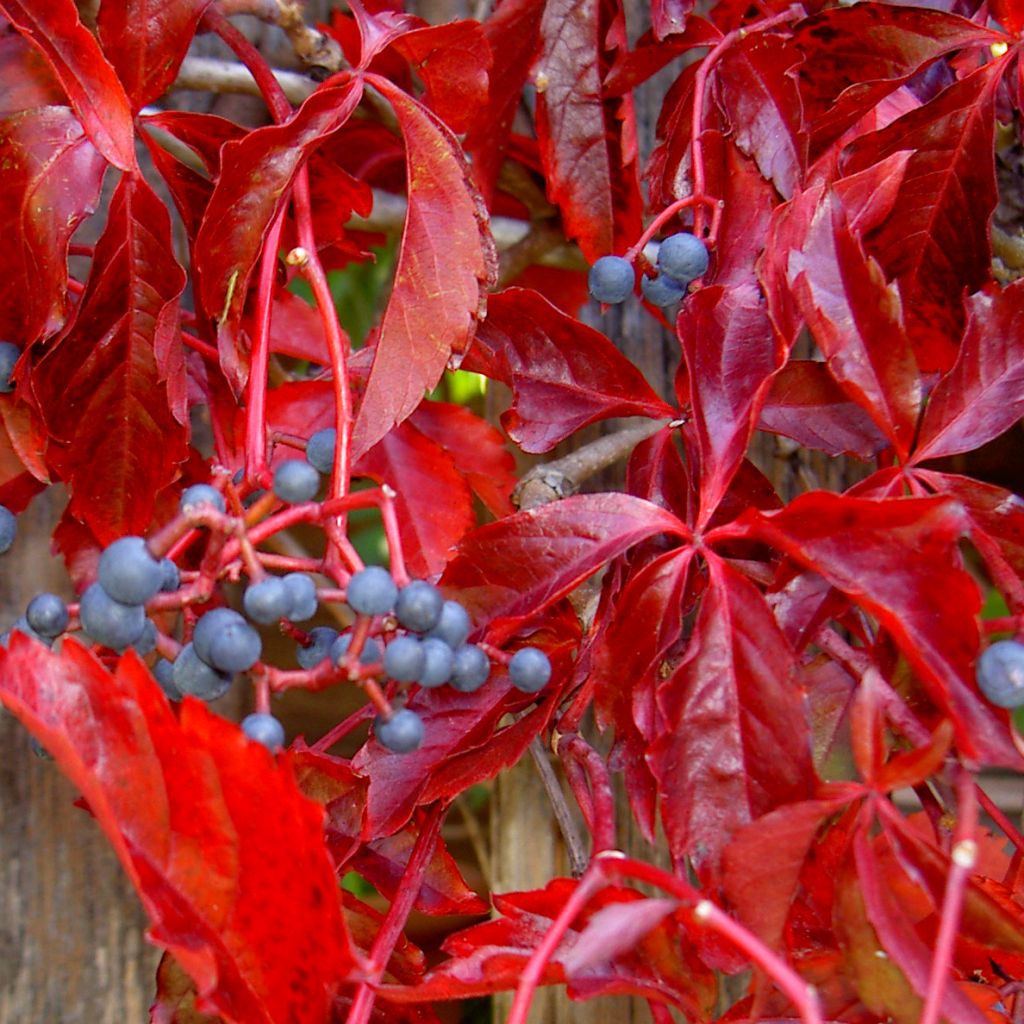 Parthenocissus quinquefolia Engelmannii - Virginia Creeper