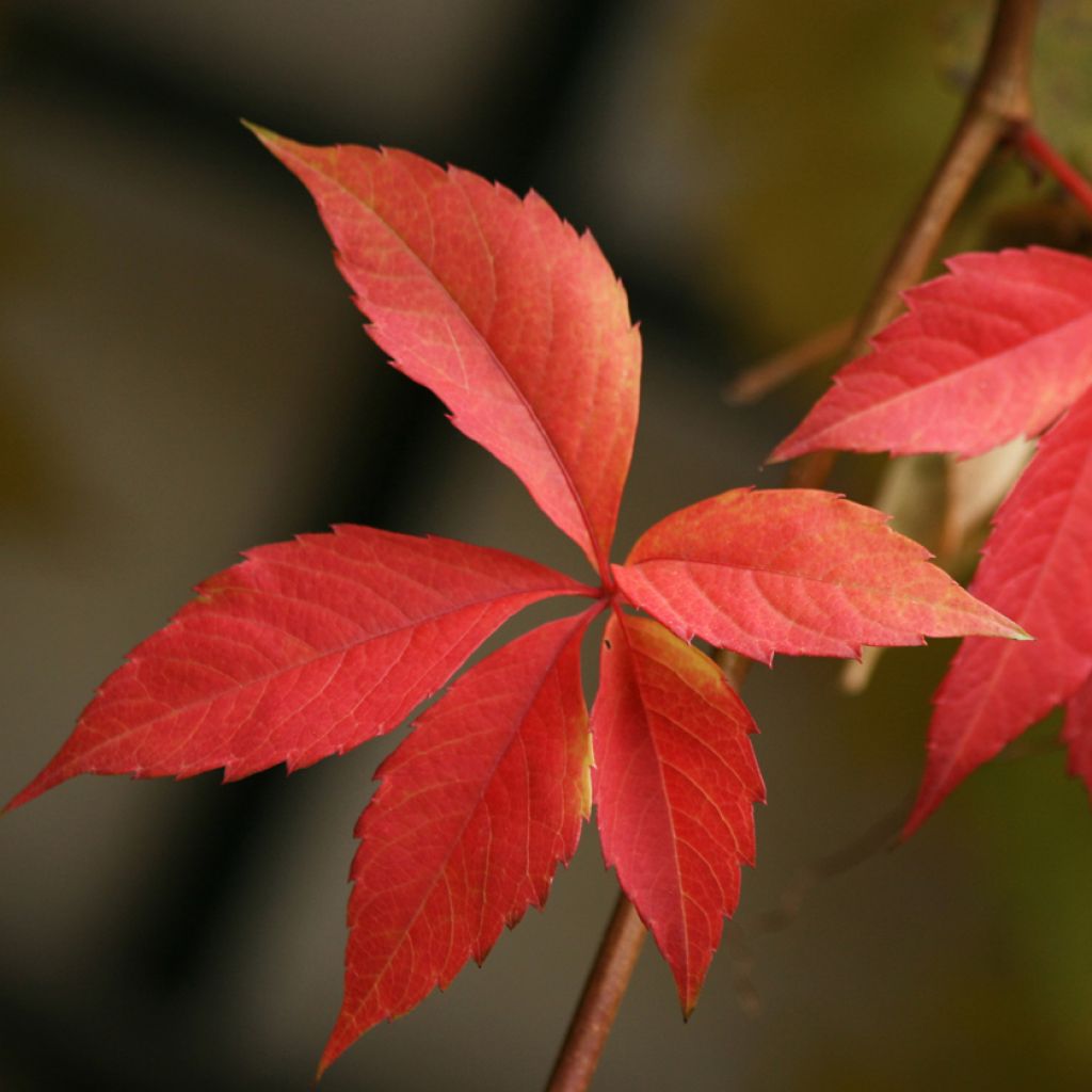 Parthenocissus quinquefolia Engelmannii - Virginia Creeper