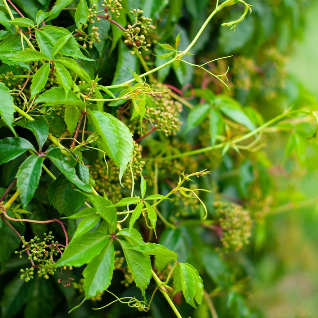 Parthenocissus quinquefolia Murorum - Virginia Creeper