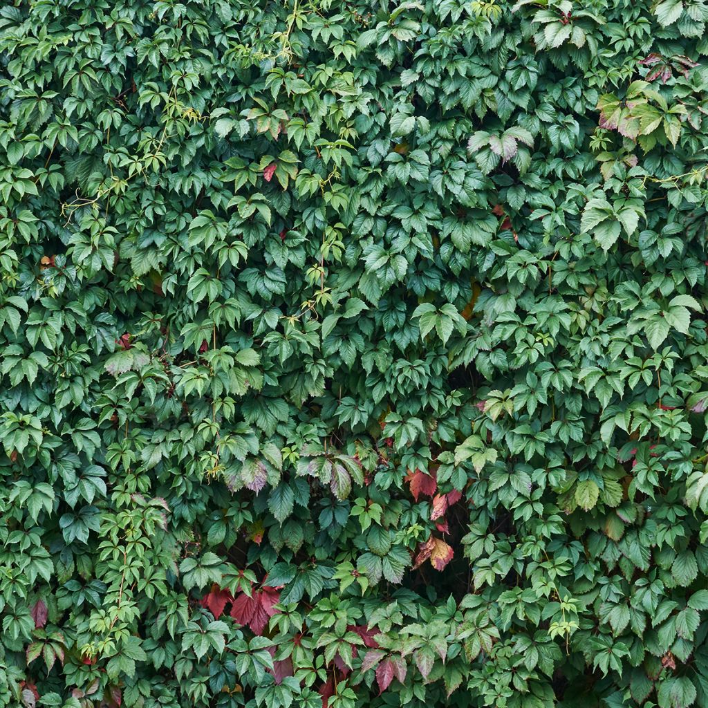Parthenocissus quinquefolia Murorum - Virginia Creeper