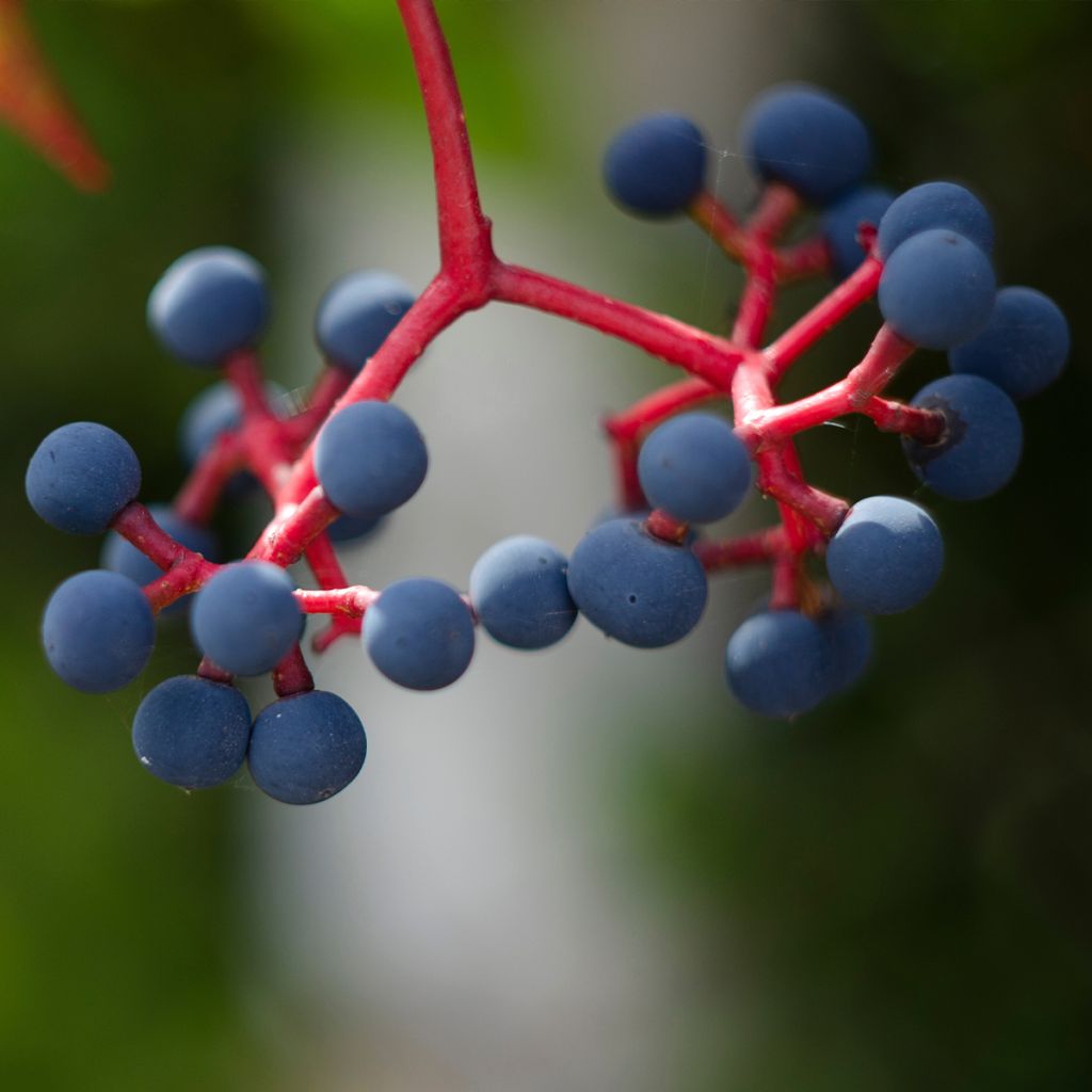 Parthenocissus quinquefolia Murorum - Virginia Creeper
