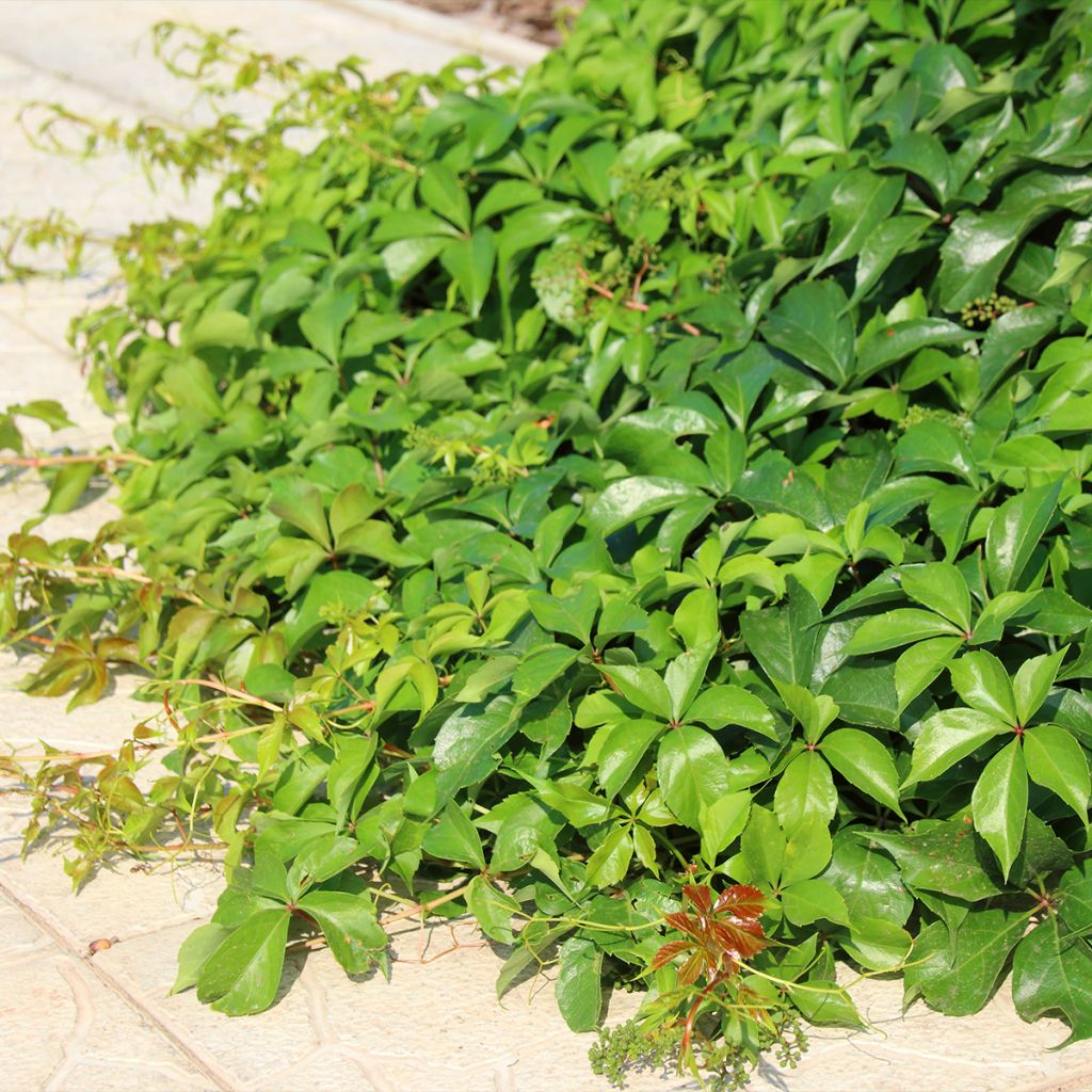 Parthenocissus quinquefolia Murorum - Virginia Creeper
