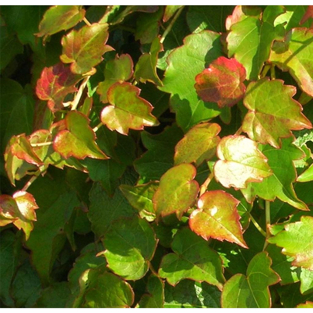Parthenocissus tricuspidata Minutifolia- Boston Ivy