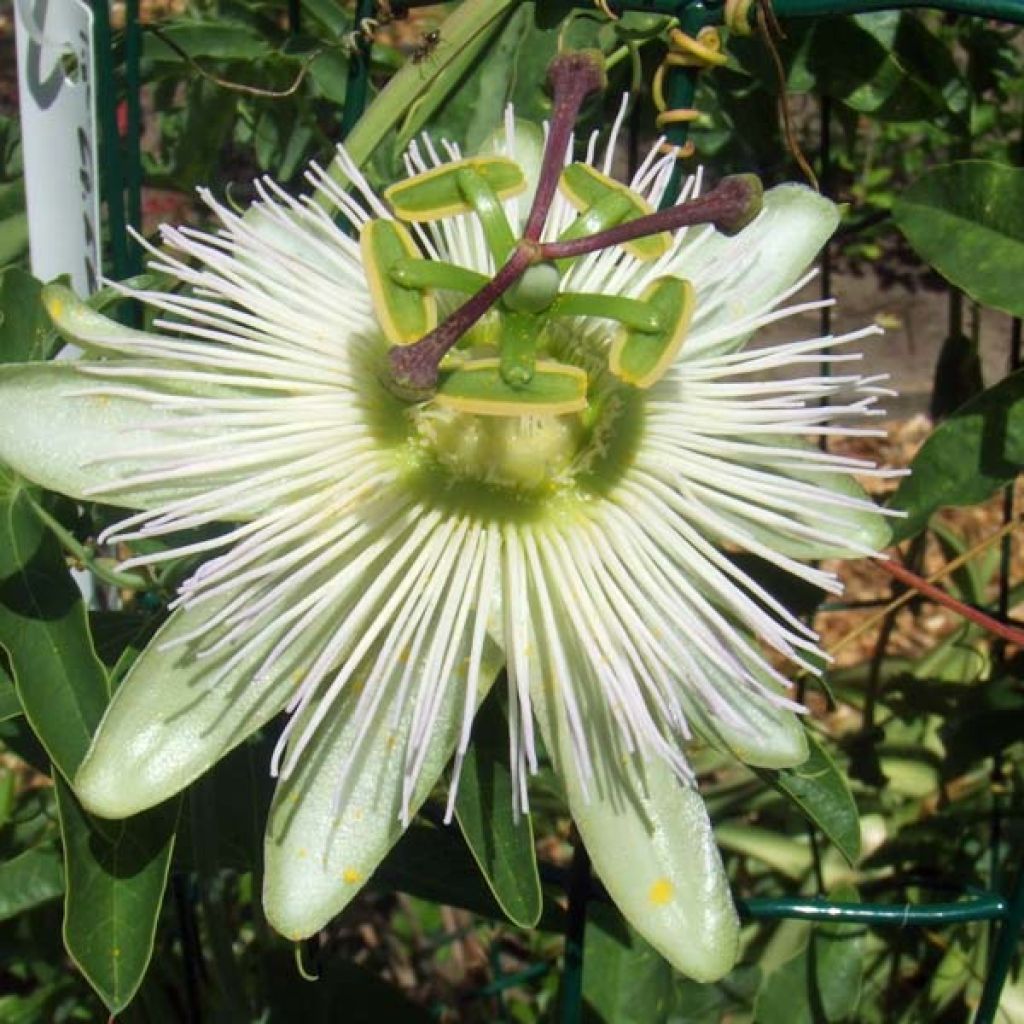 Passiflora caerulea Constance Elliot- Passion Flower
