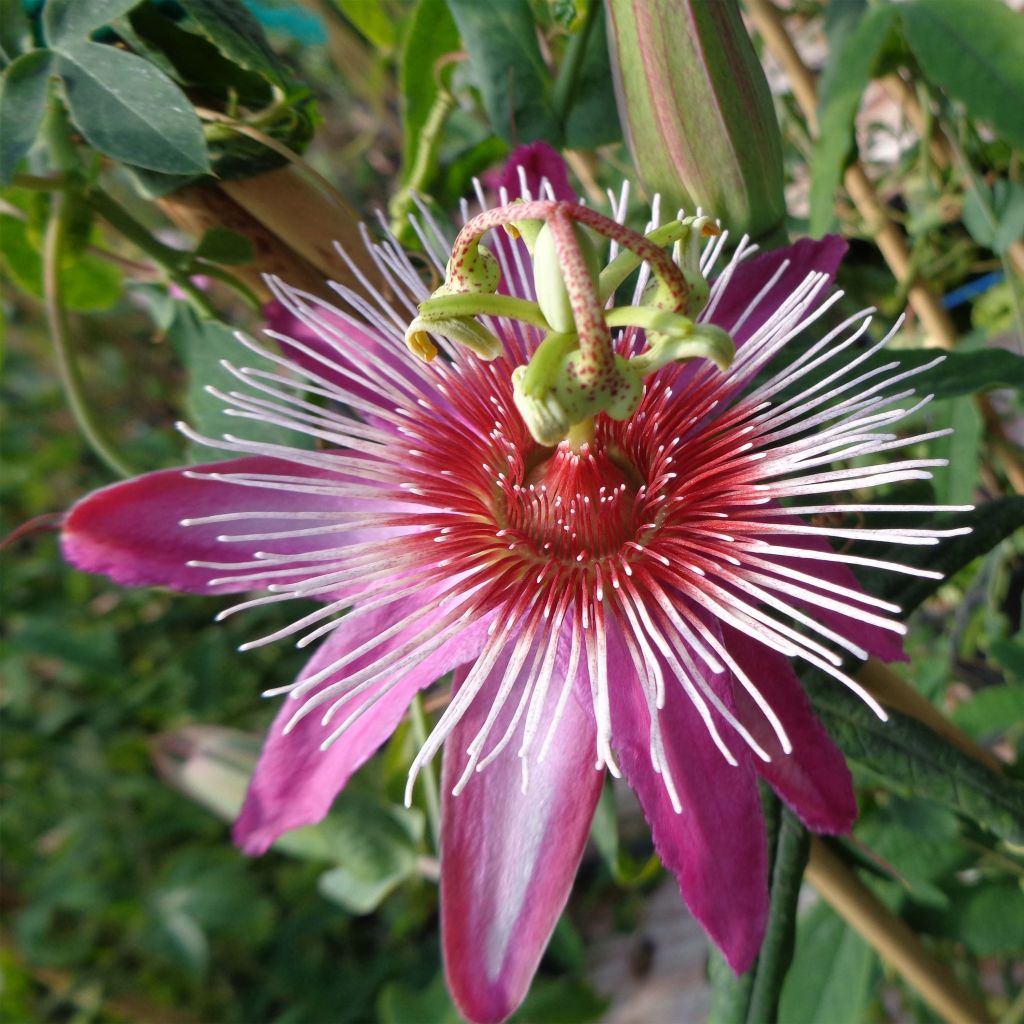 Passiflora Anastasia- Passion Flower