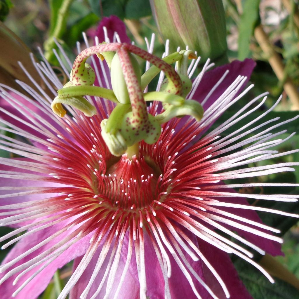 Passiflora Anastasia- Passion Flower