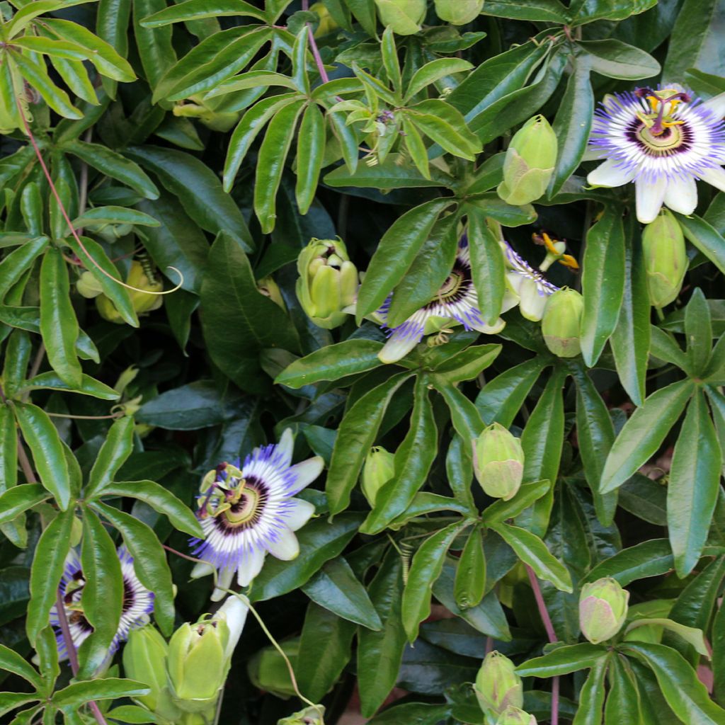 Passiflora caerulea Clear Sky- Passion Flower