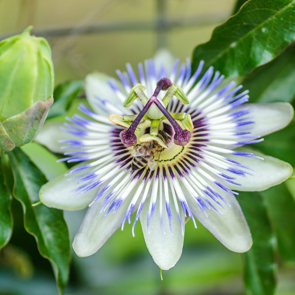 Passiflora caerulea Clear Sky- Passion Flower