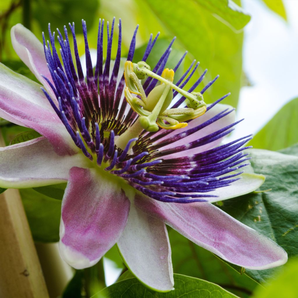 Passiflora Eugenie- Passion Flower
