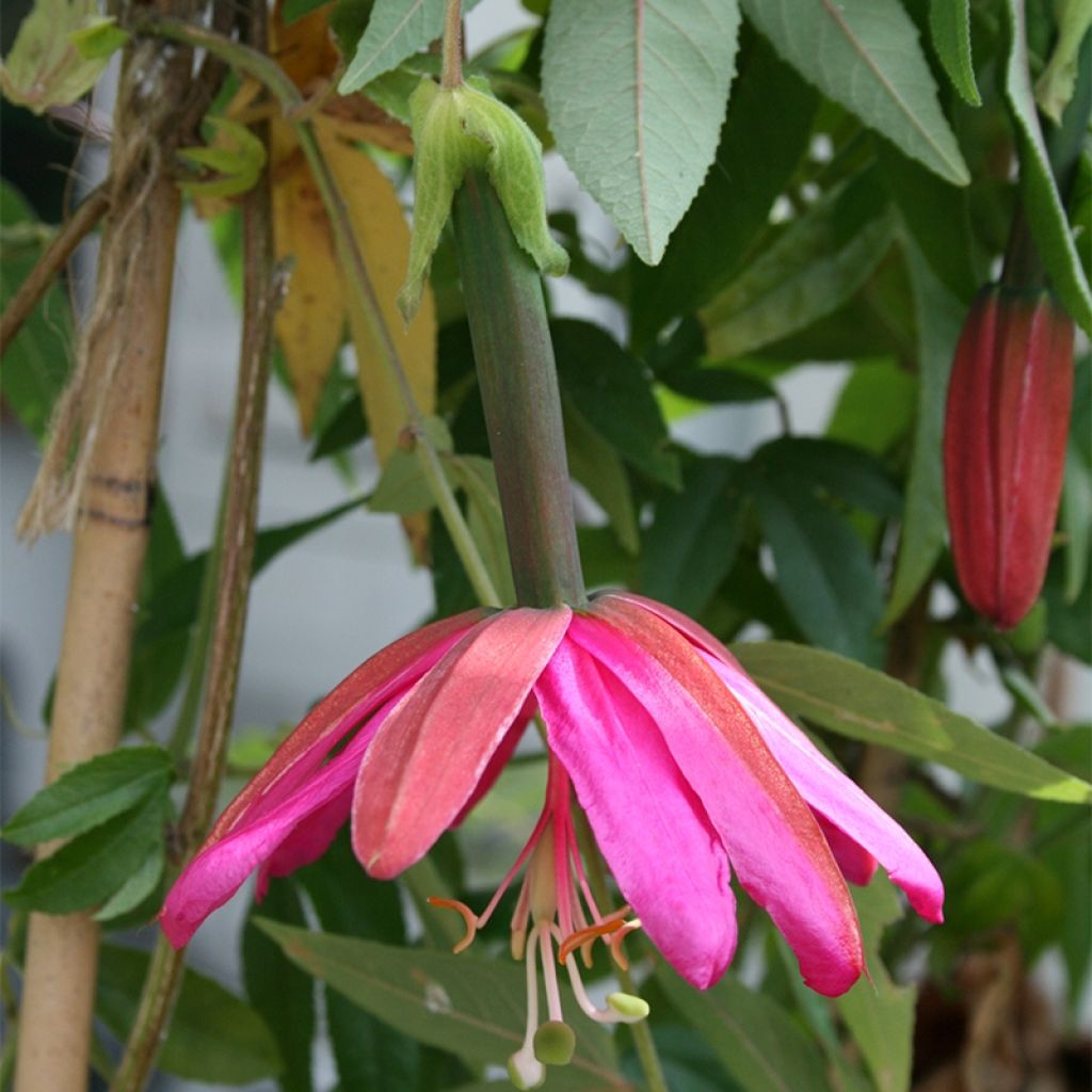 Passiflora Exoniensis- Passion Flower