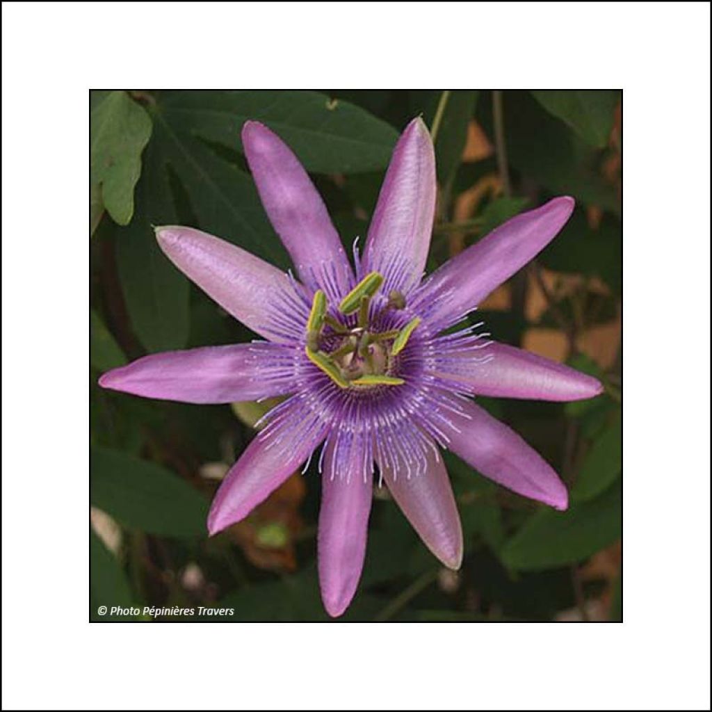 Passiflora Purple Passion- Passion Flower