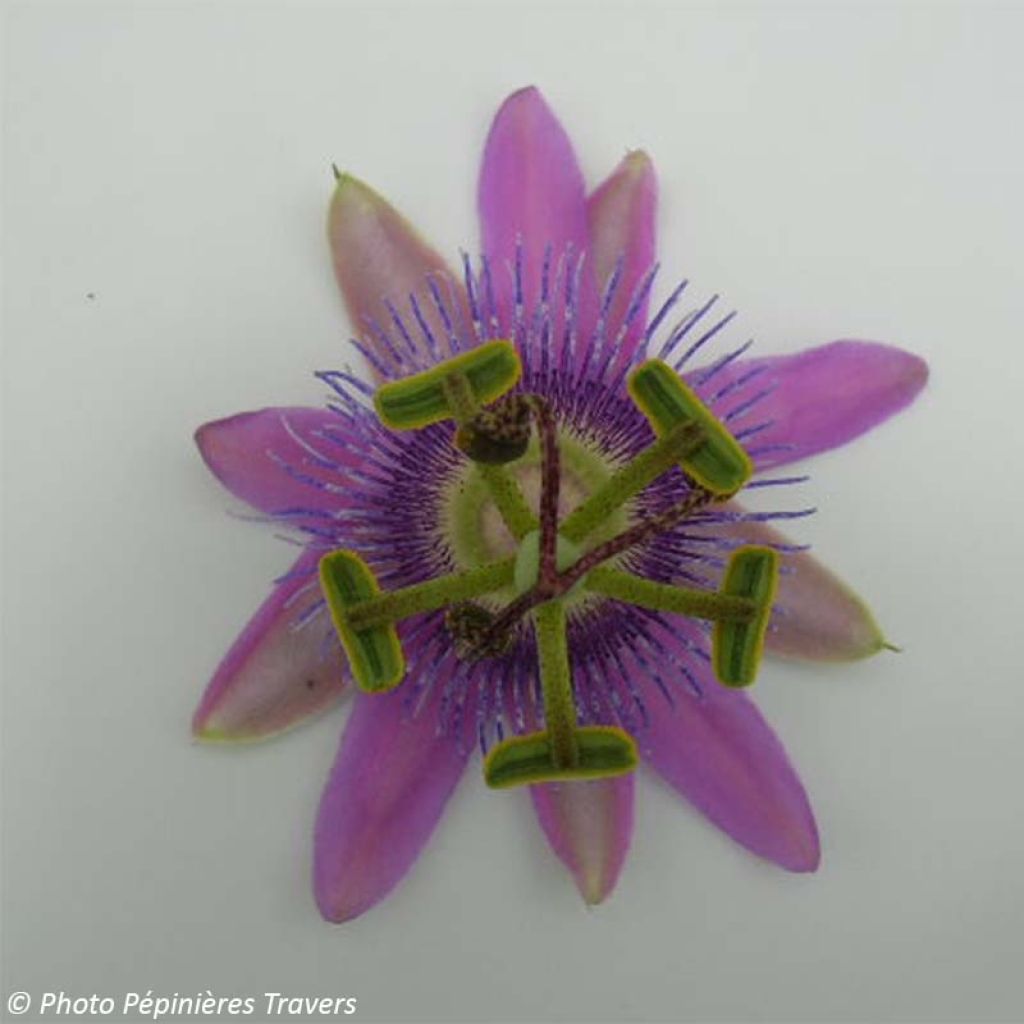 Passiflora Purple Passion- Passion Flower