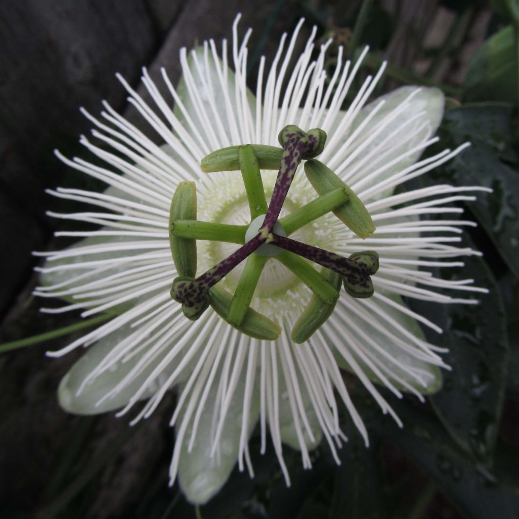 Passiflora Snow Queen- Passion Flower