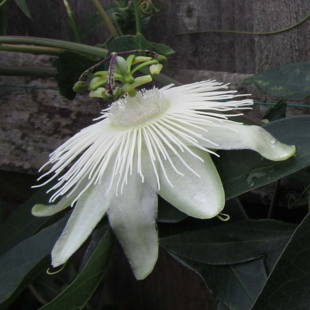 Passiflora Snow Queen- Passion Flower