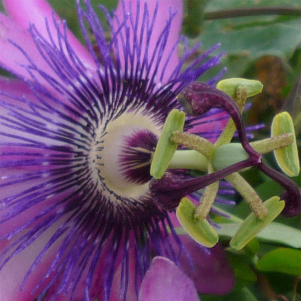 Passiflora Violacea- Passion Flower