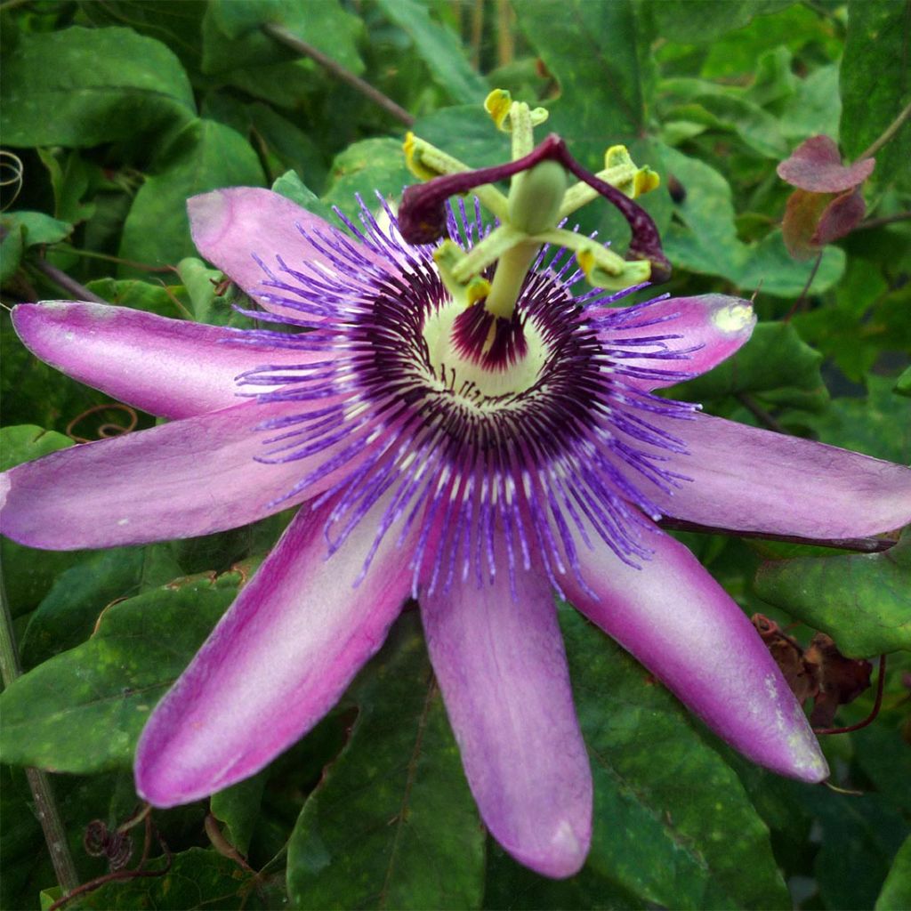 Passiflora Violacea- Passion Flower