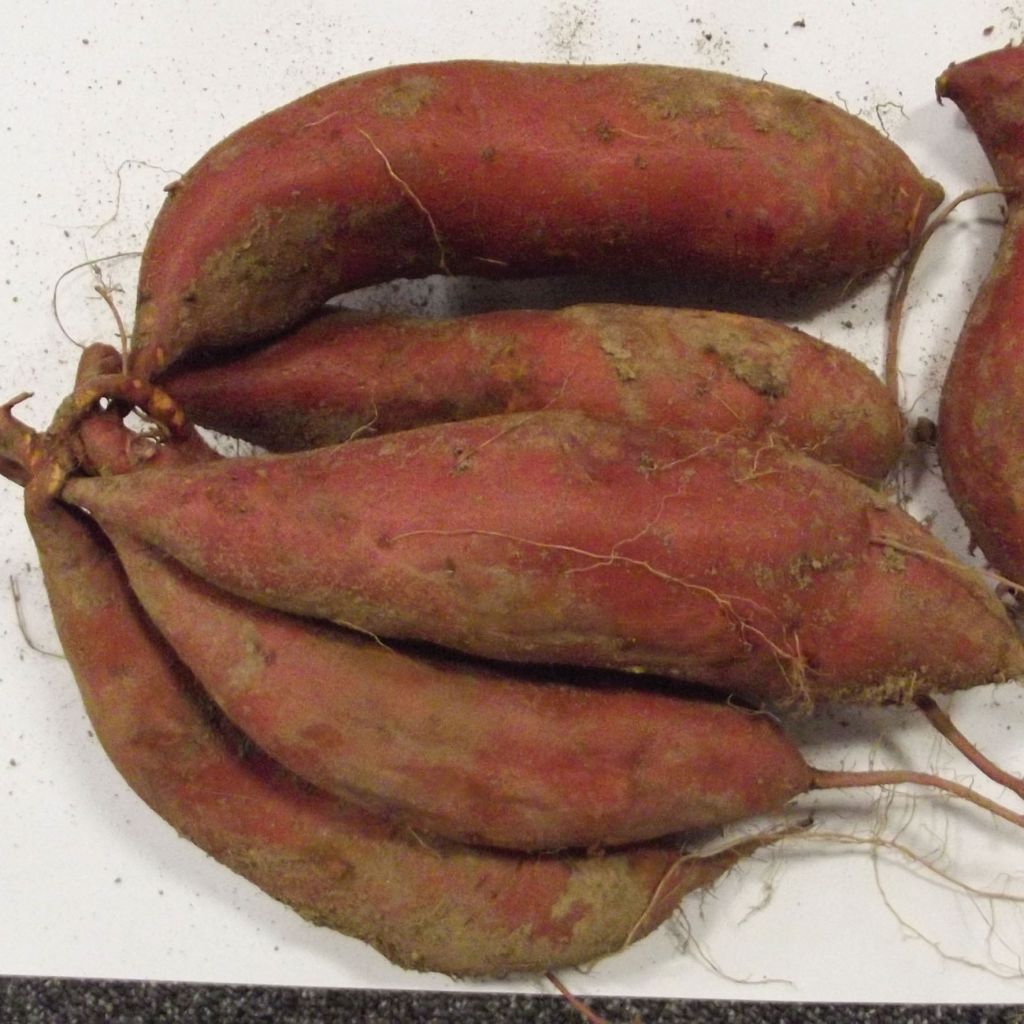 Sweet Potato Beauregard Plants - Ipomoea batatas