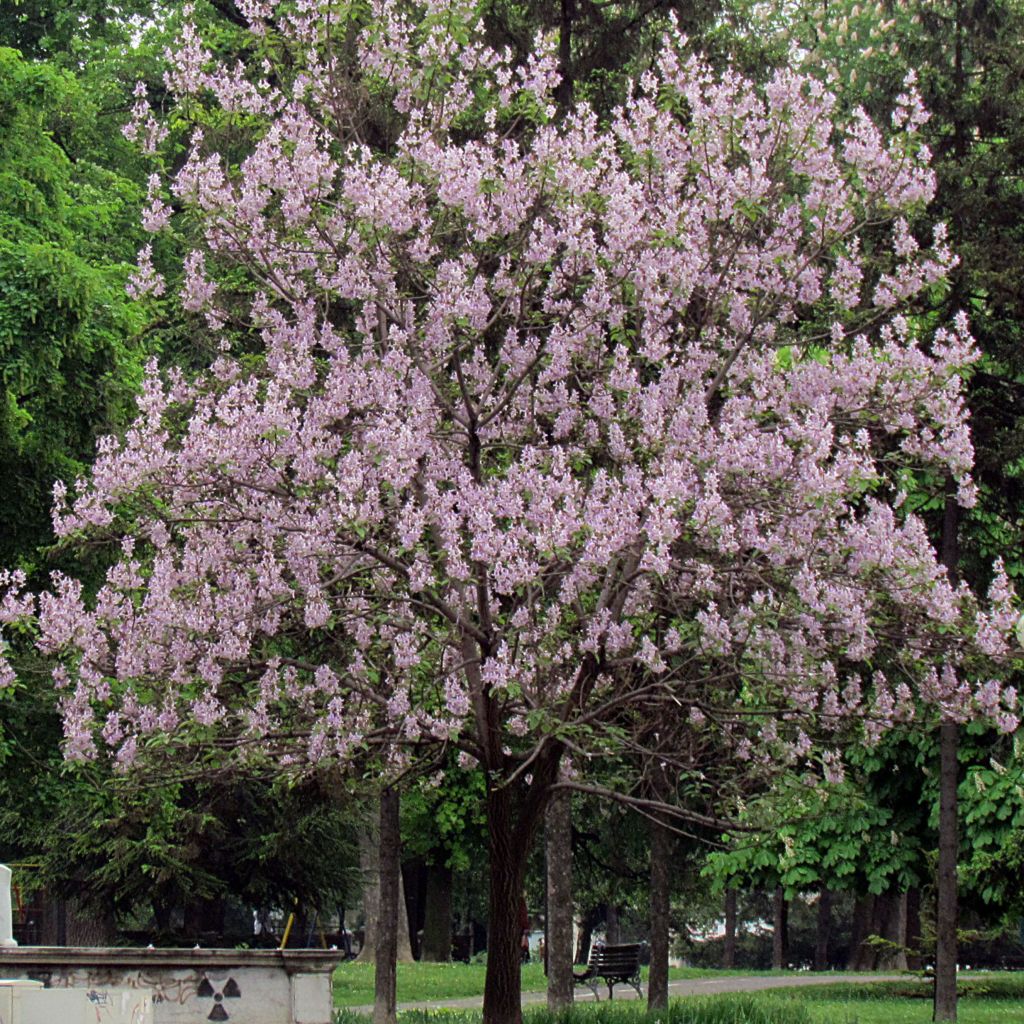 Paulownia tomentosa - Foxglove Tree