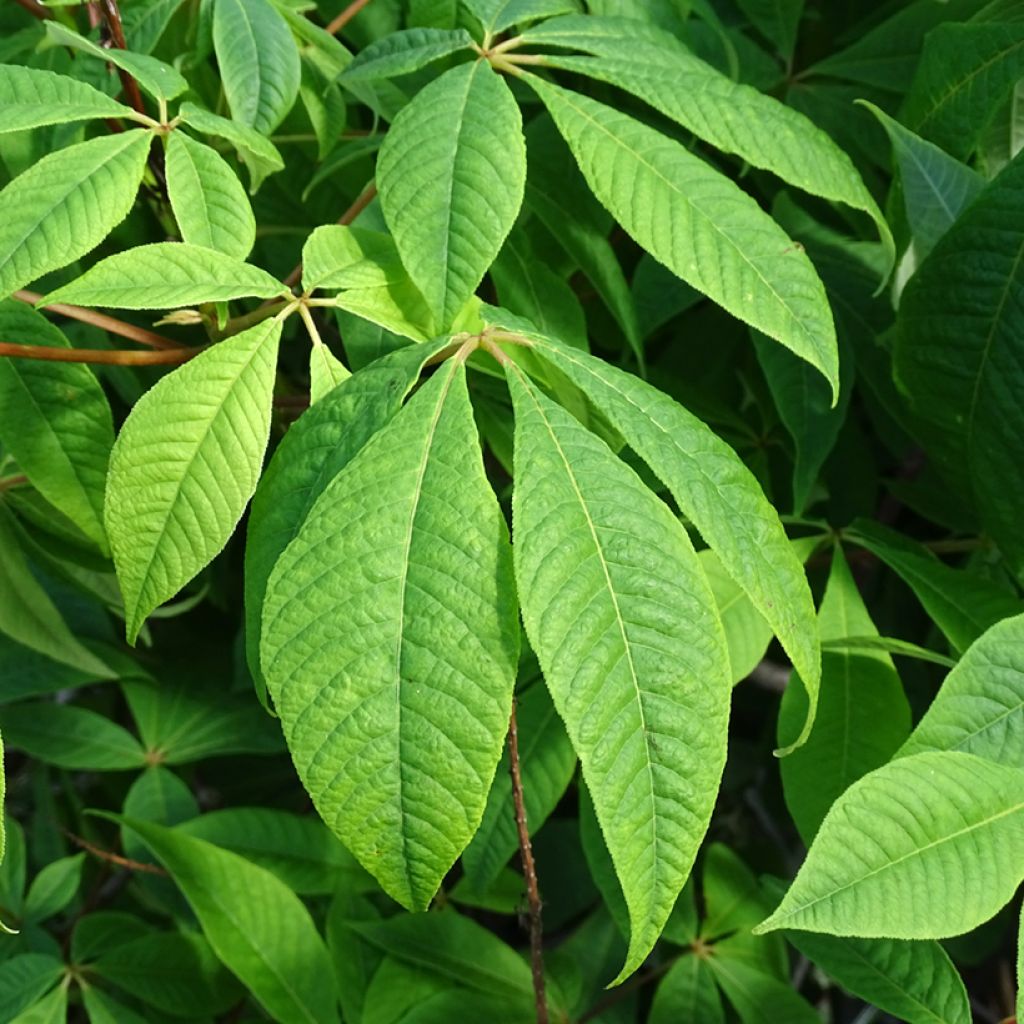 Aesculus parviflora