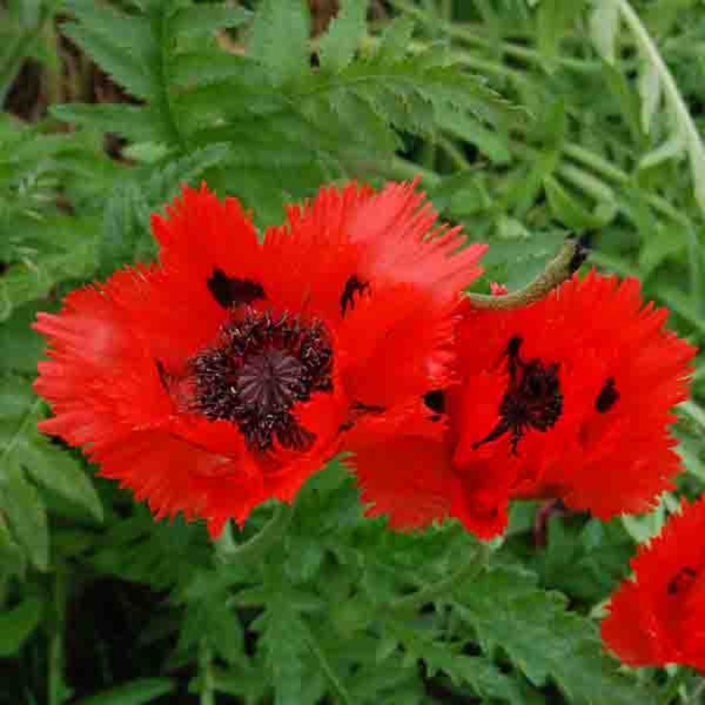 Papaver orientale Türkenlouis - Oriental Poppy