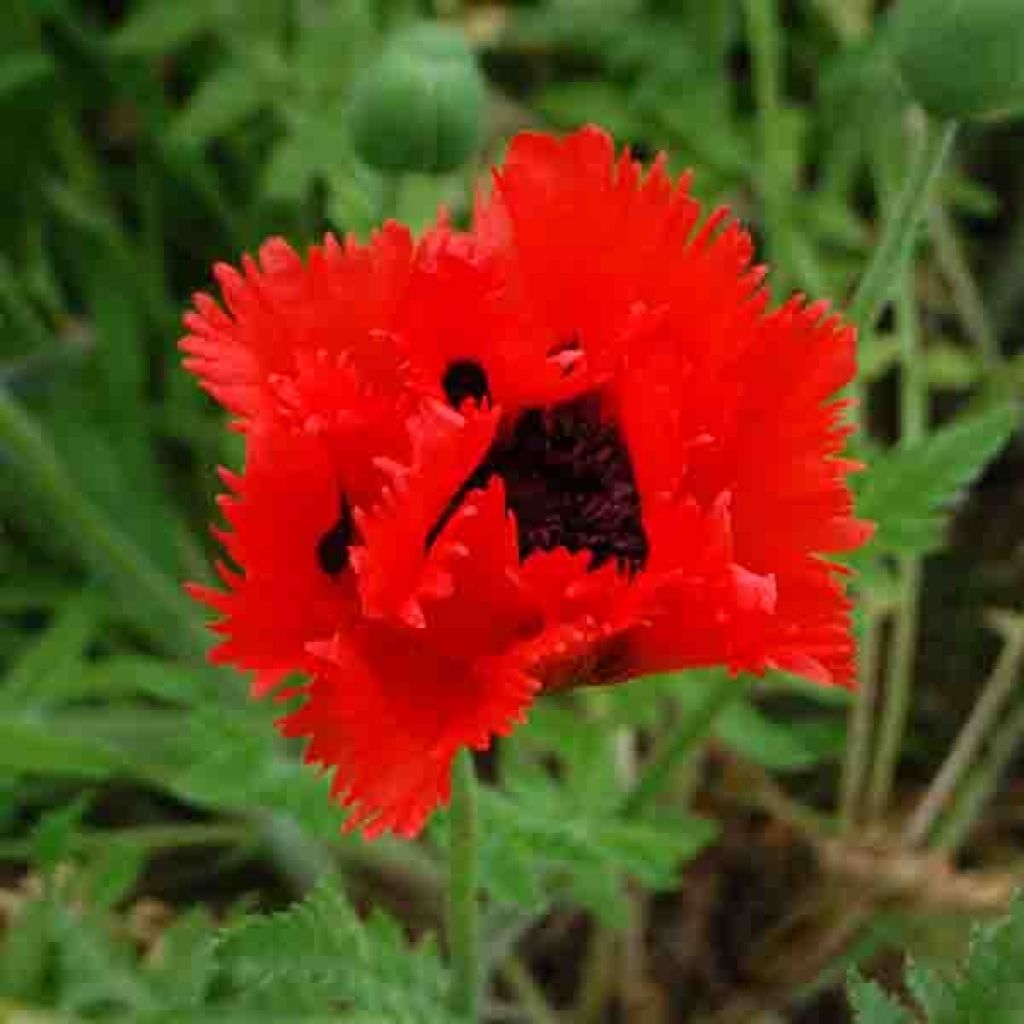 Papaver orientale Türkenlouis - Oriental Poppy