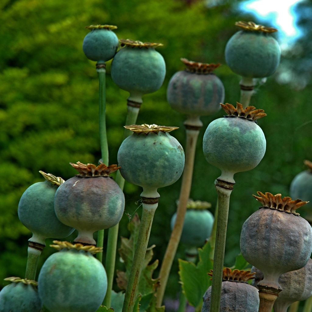Papaver orientale 'Royal Chocolate Distinction'