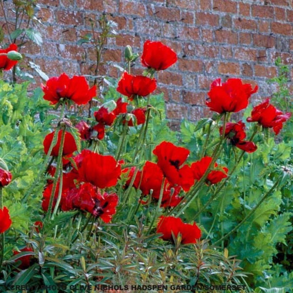 Papaver orientale Beauty of Livermere - Oriental Poppy