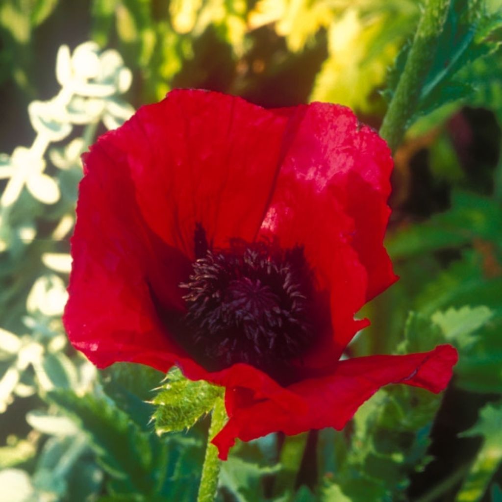 Papaver orientale Beauty of Livermere - Oriental Poppy