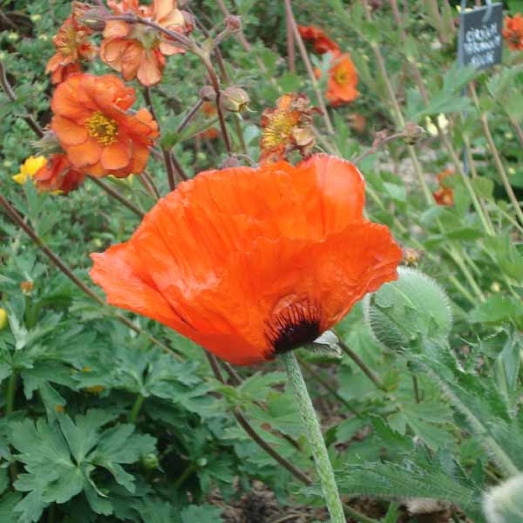 Papaver orientale Brilliant