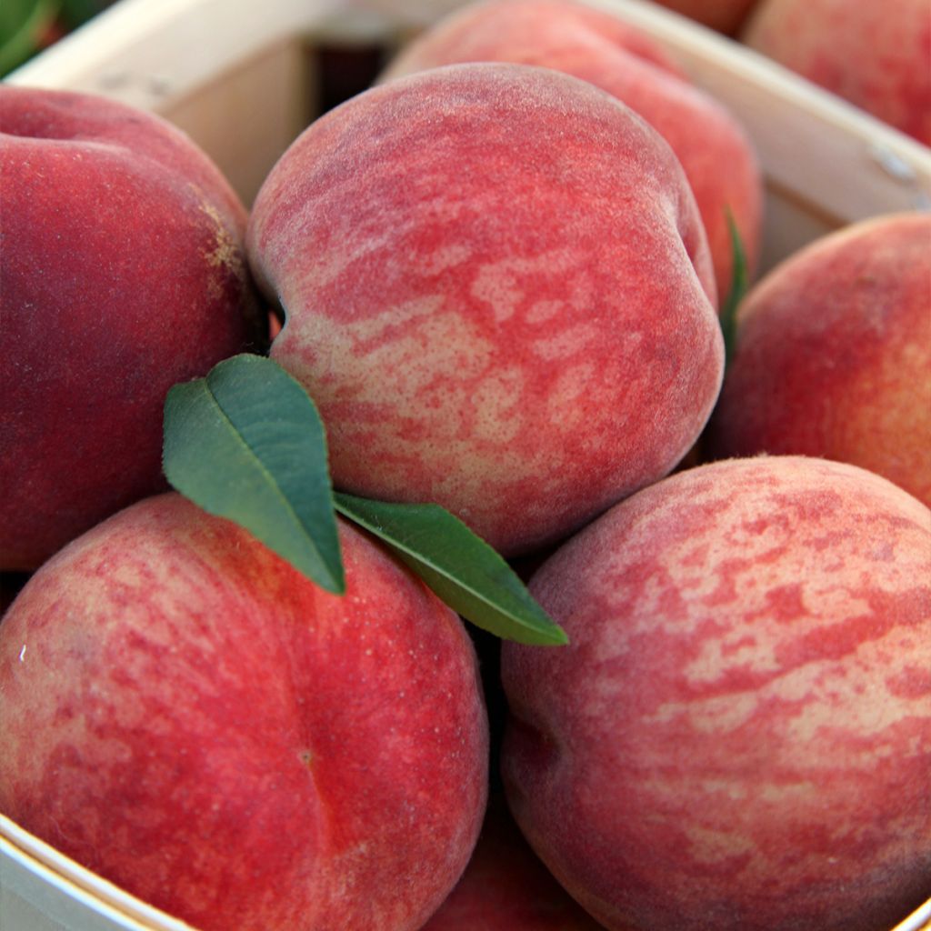 Prunus persica Andromeda - Peach Tree