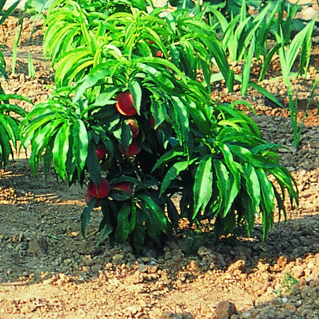 Prunus persica Bonanza - Dwarf Peach Tree