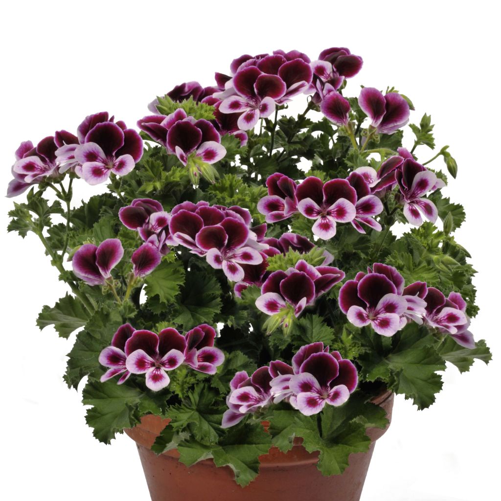 Pelargonium Angel's Perfume - Regal Geranium