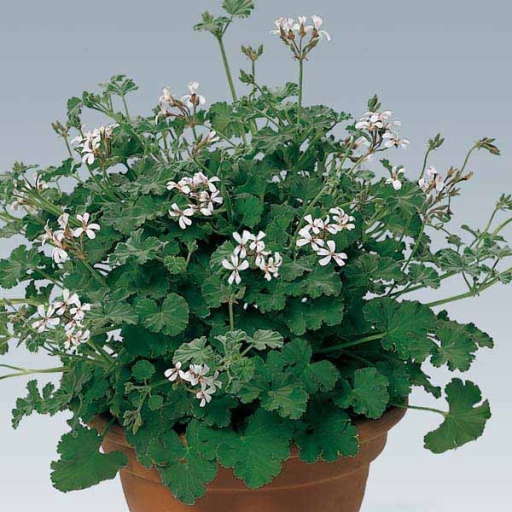 Pelargonium fragrans