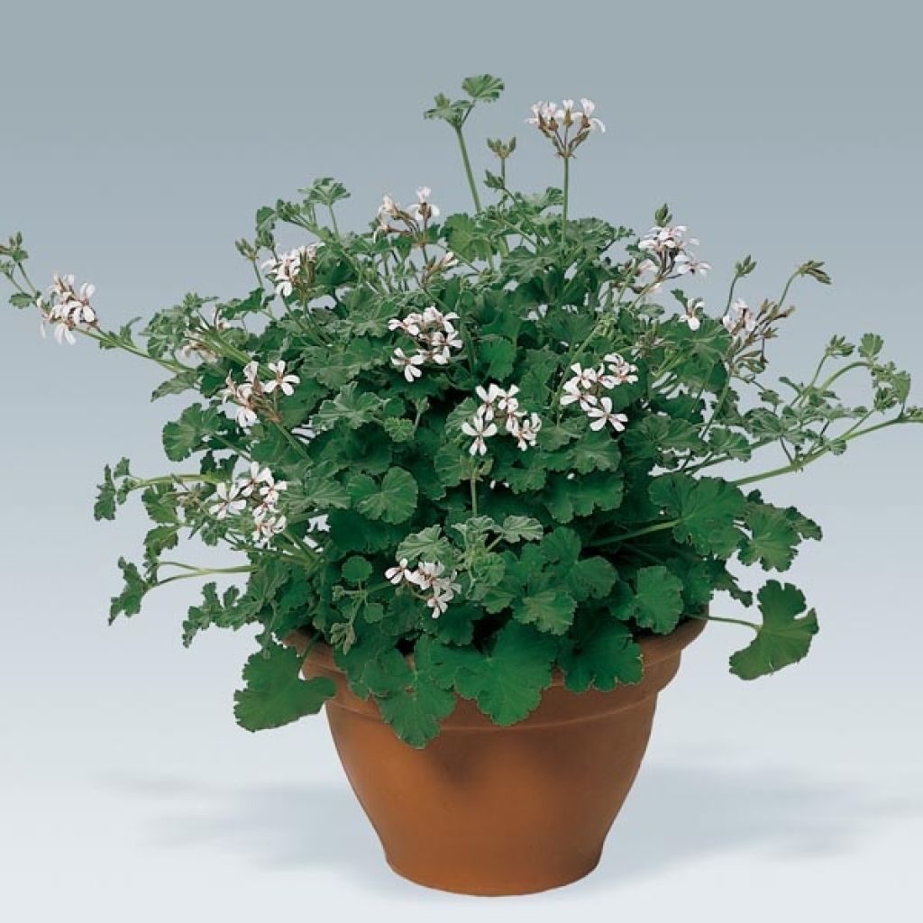 Pelargonium fragrans